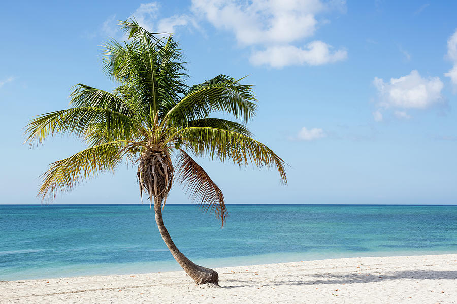 Palm tree on the beach Photograph by Mauro Grigollo - Fine Art America