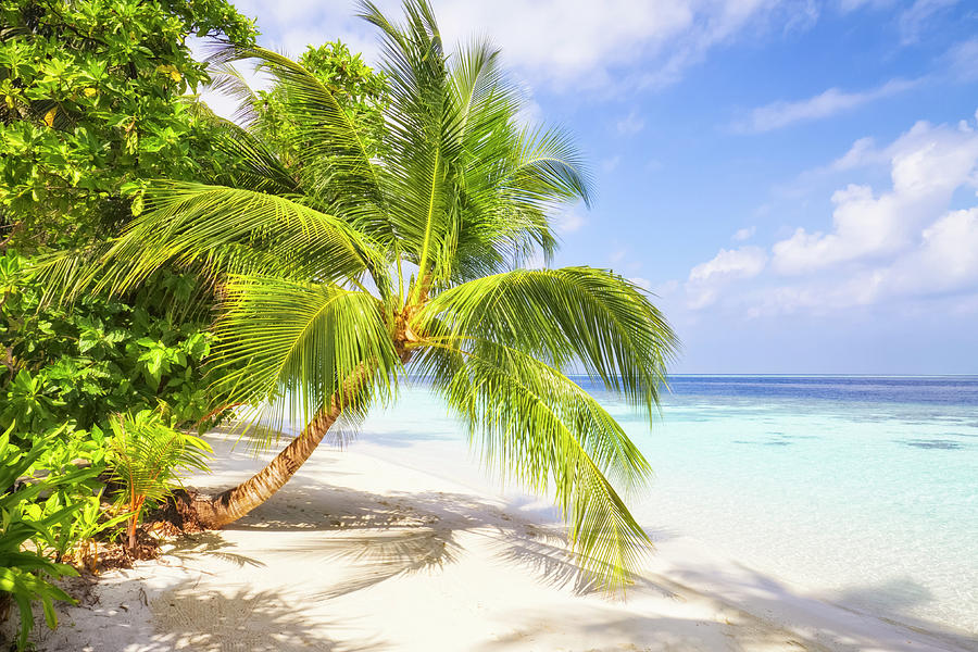 Palm Tree On The Tropical Beach Photograph by Cinoby