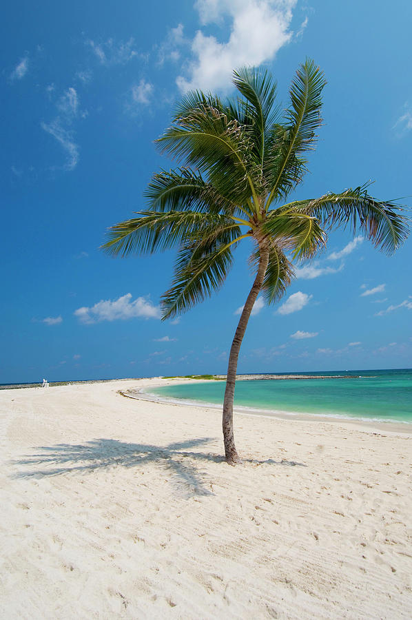 Palm Tree On Tropical Beach Digital Art by Claudia Uripos - Fine Art ...