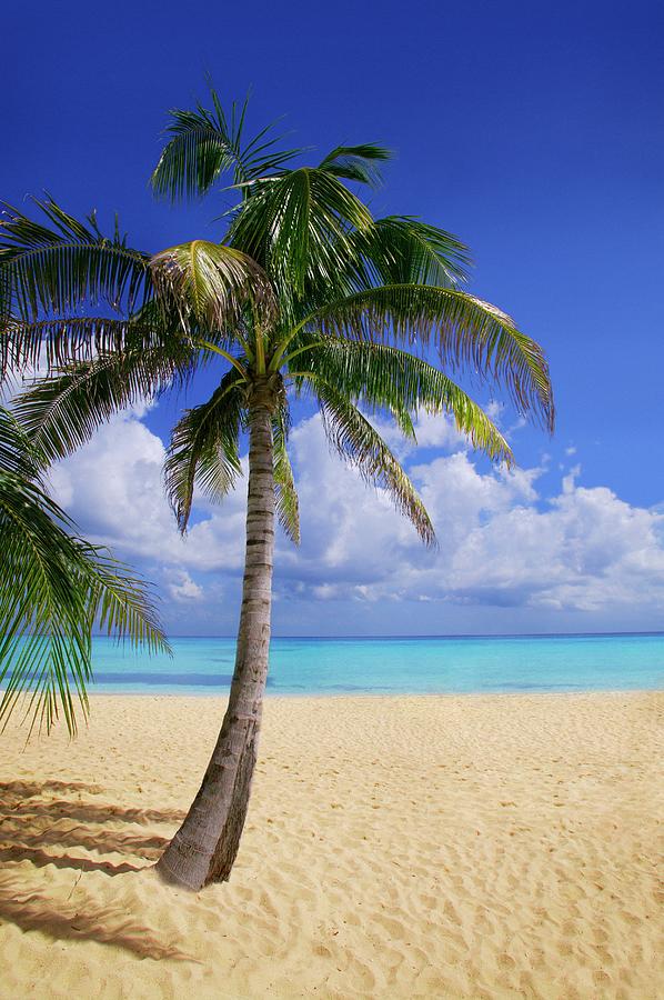Palm Tree On Tropical Beach Photograph by Design Pics/don Hammond