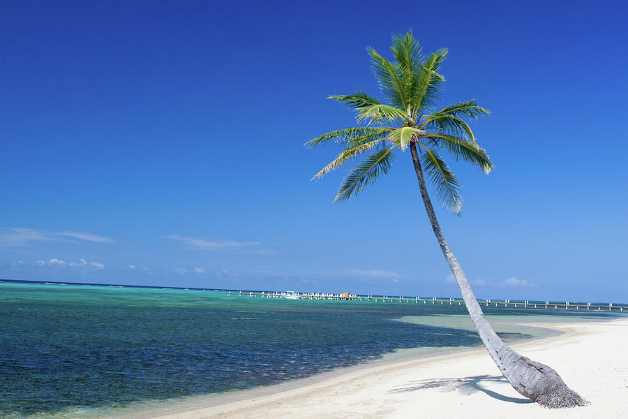 Palm Tree On White Sandy Beach Photograph by Dstephens