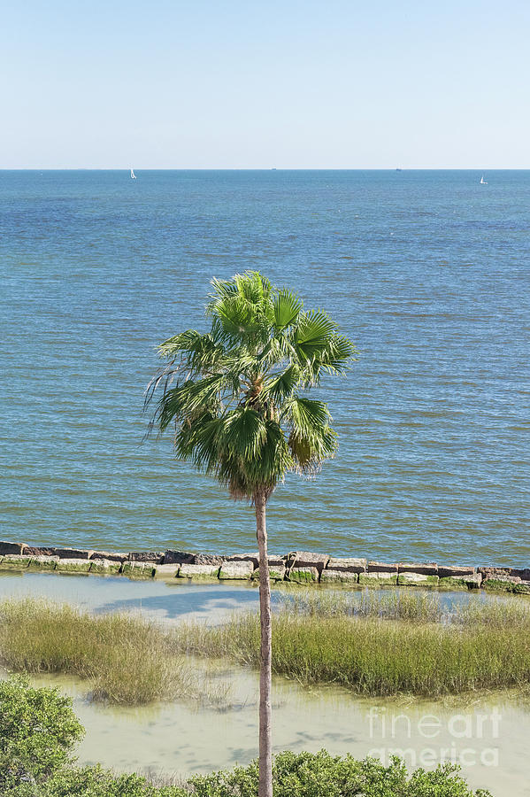 Palm Tree over Corpus Christi Bay Photograph by D Tao - Fine Art America