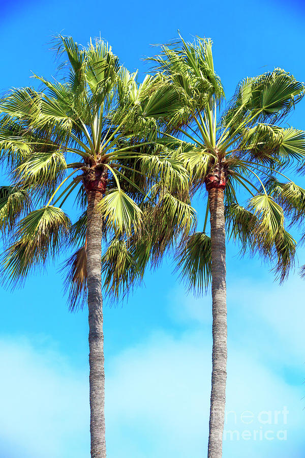 Palm Tree Pair at Venice Canal Historic District Photograph by John Rizzuto