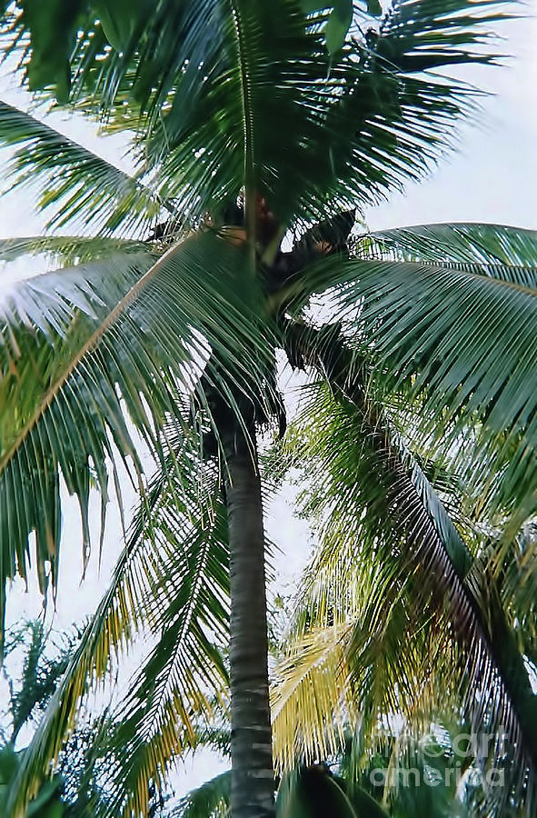 Palm Tree Quintana Roo Photograph by D Hackett