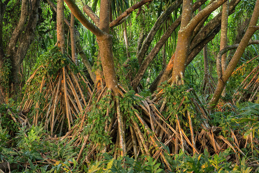 Palm Tree Roots Digital Art by Heeb Photos
