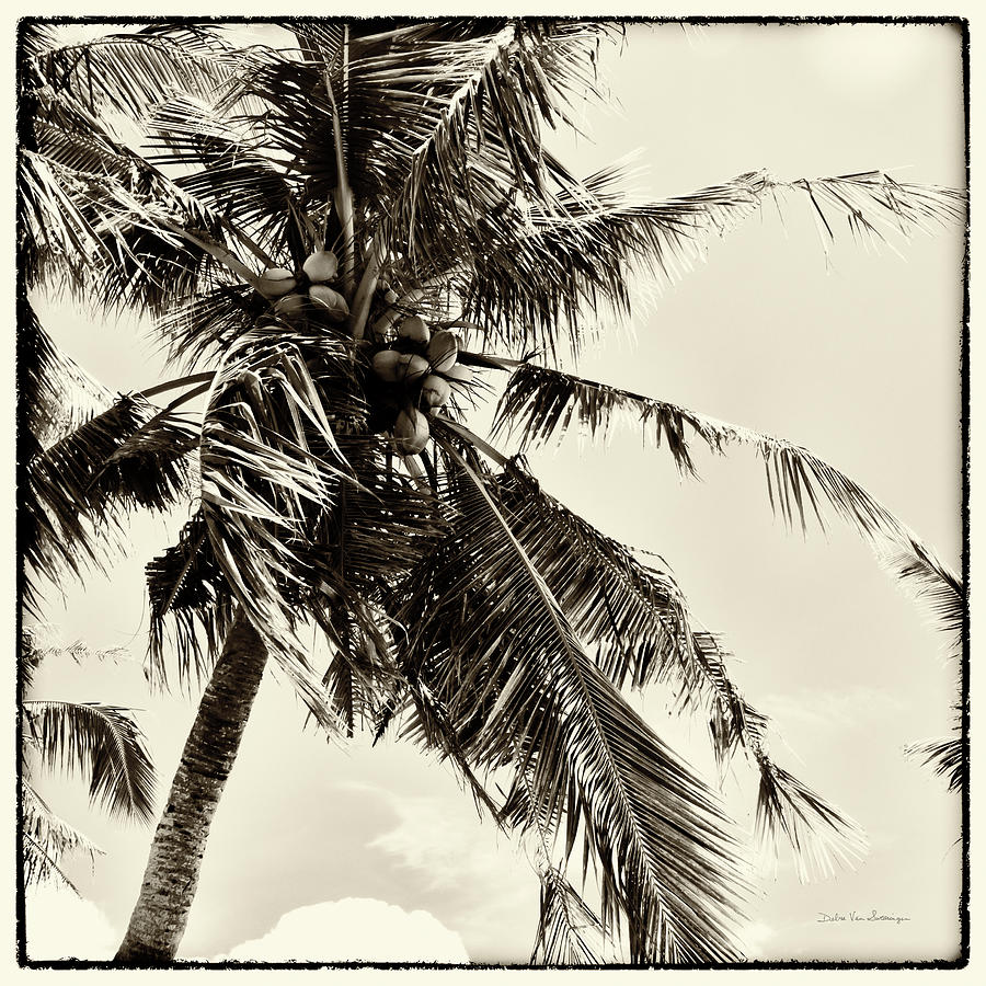 Coconut Photograph - Palm Tree Sepia II by Debra Van Swearingen