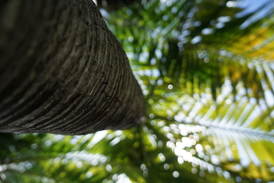Palm Tree Shade Photograph