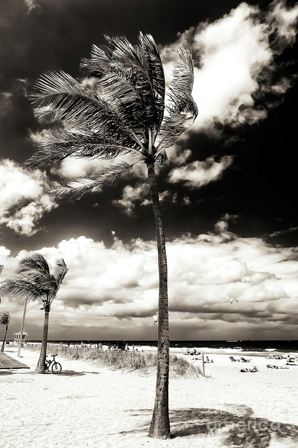 Palm Tree Shadows at Fort Lauderdale Beach Photograph by John Rizzuto
