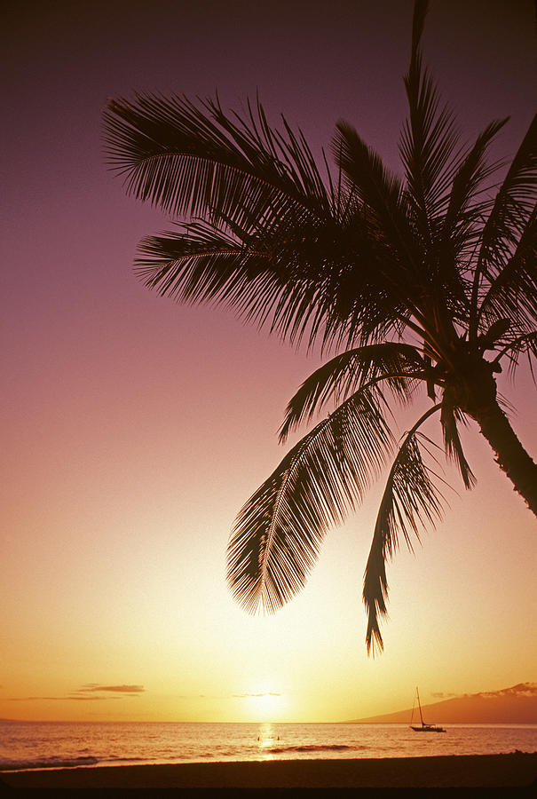 Palm Tree Silhouetted By Bright Pink Photograph by Design Pics/carl Shaneff