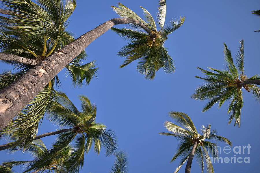 Tree Photograph - Palm tree skies 2 by Anjanette Douglas