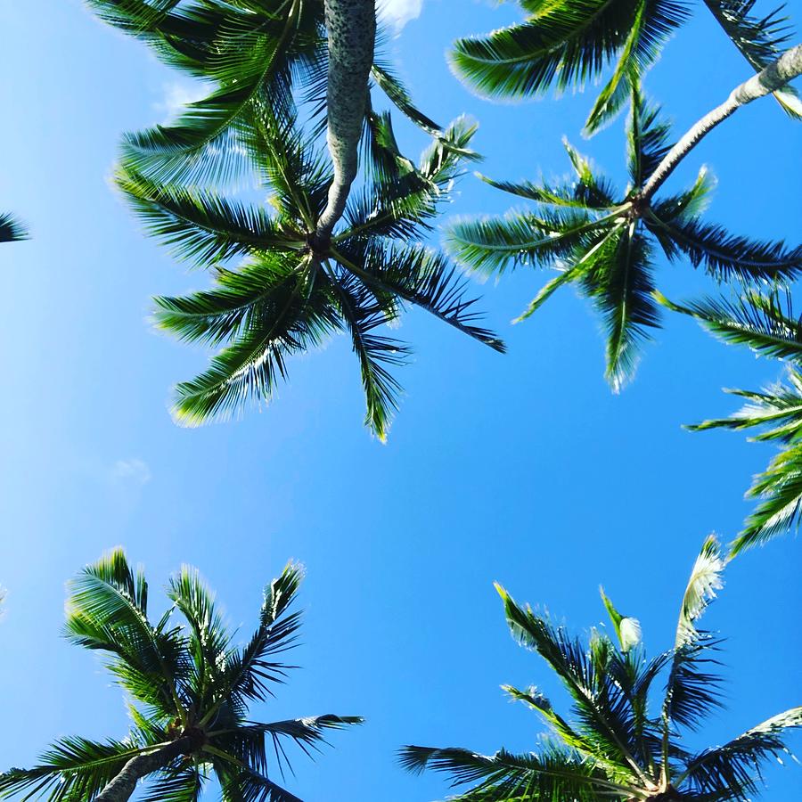 Palm Tree Sky Photograph by Kristina Jackson - Pixels