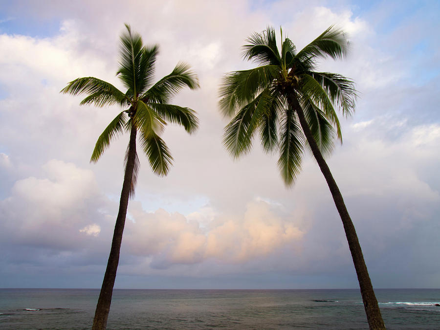Palm Tree Sunrise Photograph by Christopher Johnson