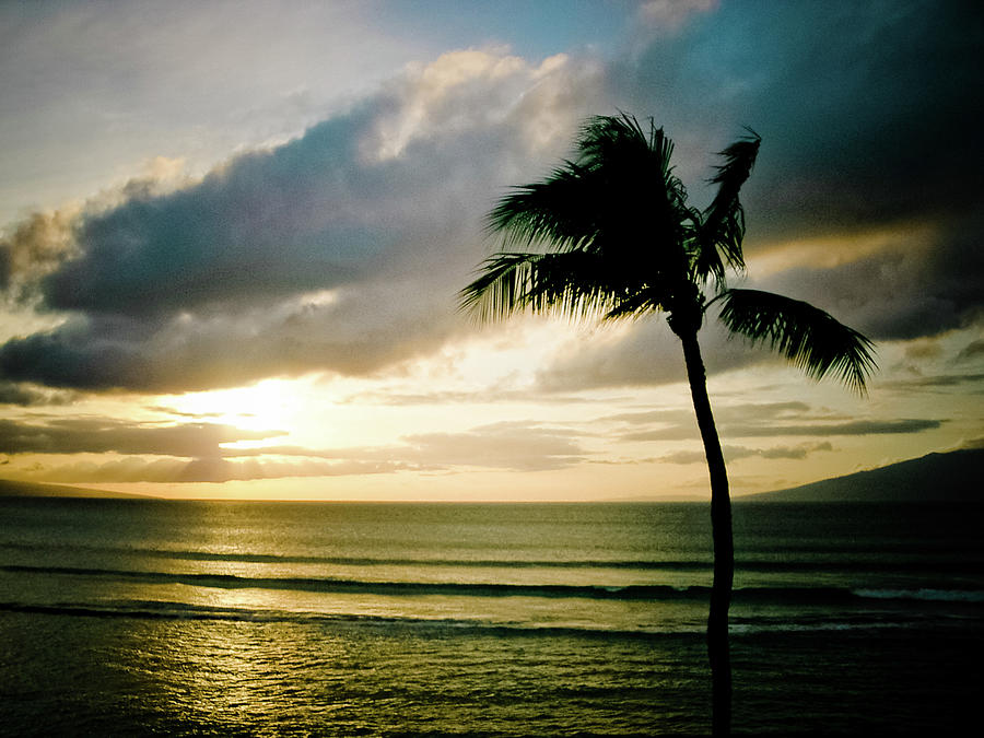 Palm Tree Sunset Photograph by Christopher Kimmel