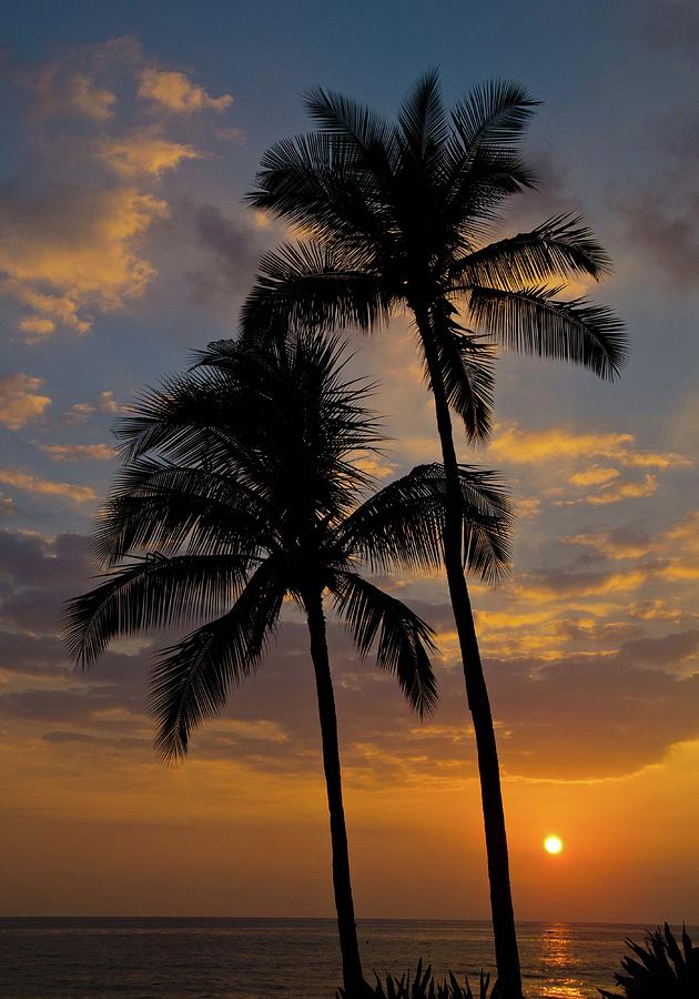 Palm Tree Sunset Photograph by Doug Davidson