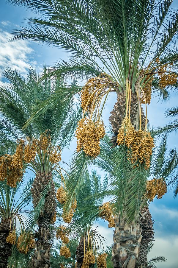 Palm Tree With Fruit On Blue Sky Background Photograph by Alex Grichenko
