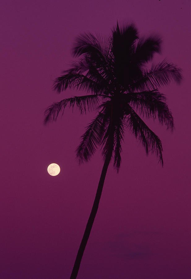 Palm Tree With Moon In A Bright Pink Photograph by Design Pics/ron Dahlquist
