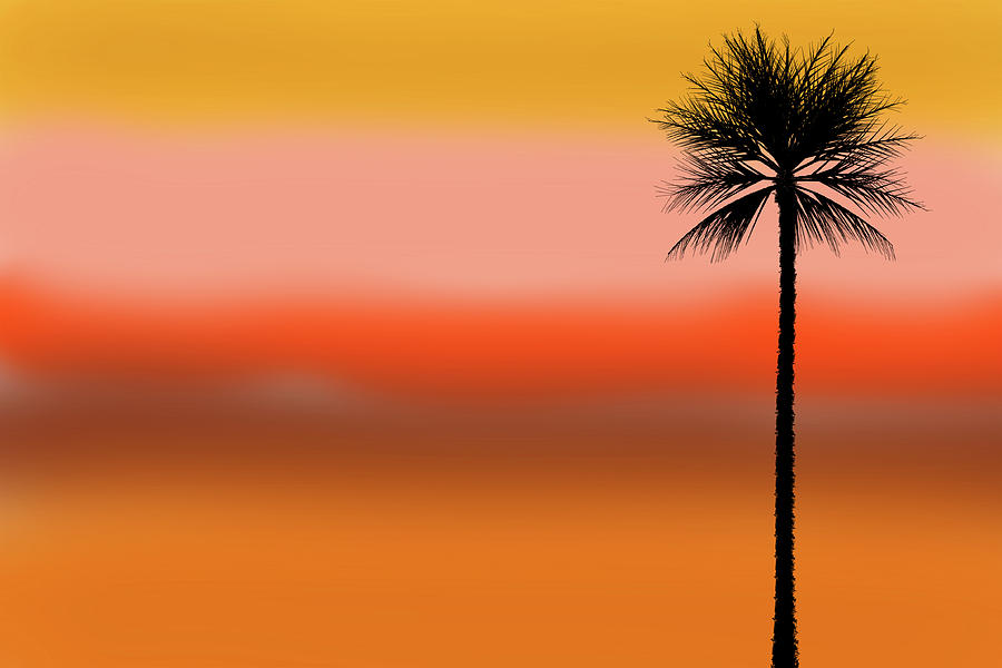 Palm Tree Photograph by Xavier Cardell