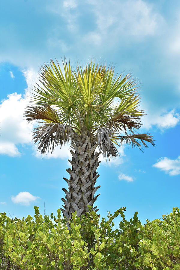 Palm trees 2 Photograph by C Sev Photography - Fine Art America