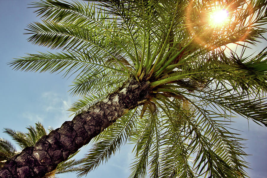 Palm Trees 2 Photograph by Bill Chizek