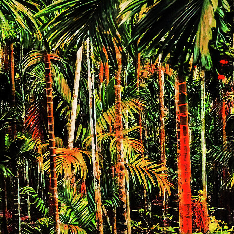 Palm Trees Photograph