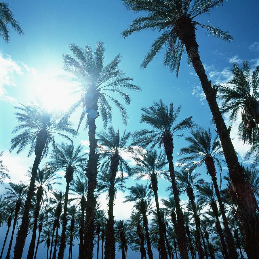 Palm Trees Against Blue Sky Photograph by Micha Pawlitzki