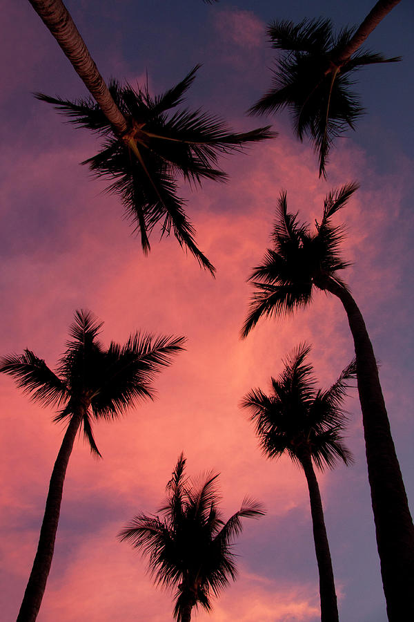 Palm Trees Against Pink Sky Photograph by Kenneth Stensrud