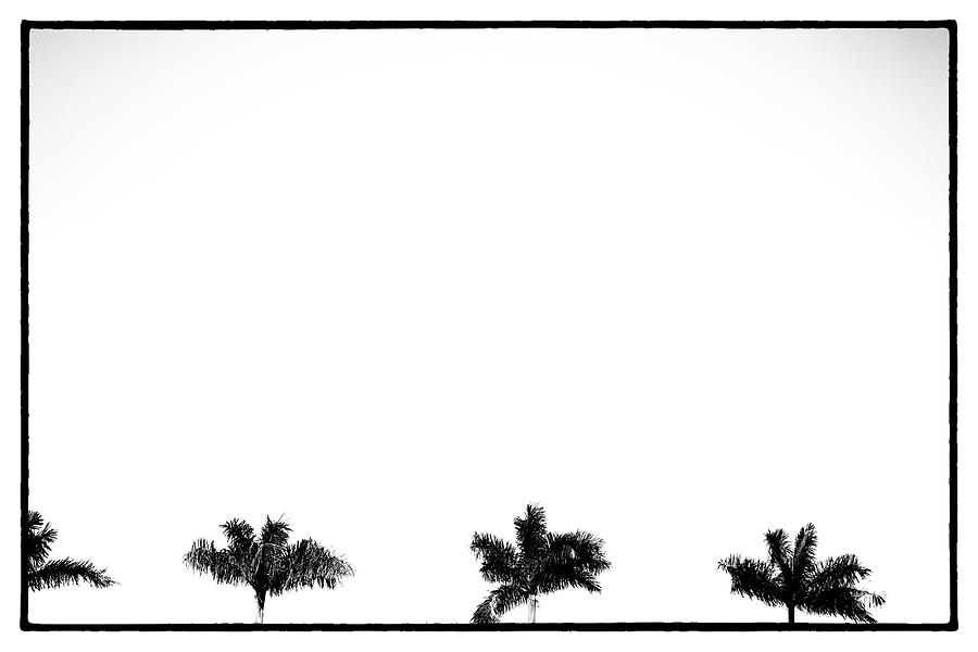Palm Trees Against White Sky Digital Art by Laura Diez