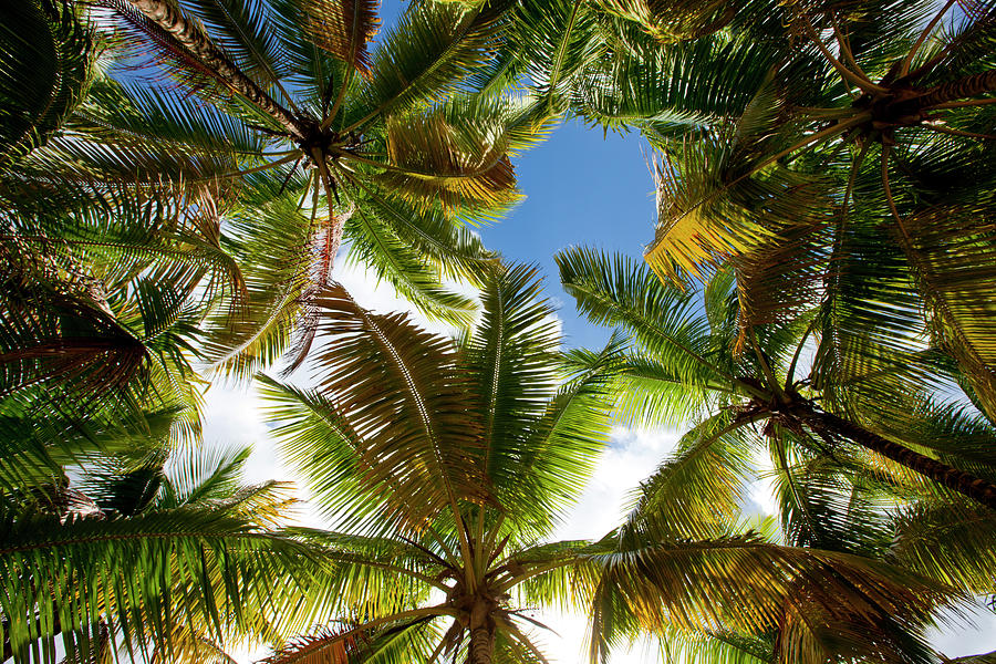 Palm Trees Along Caribbean Sea Photograph by Paul Souders