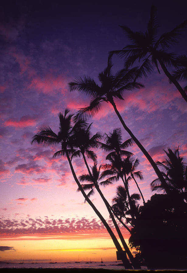 Palm Trees Along Coastline Silhouetted Photograph by Design Pics/ron Dahlquist