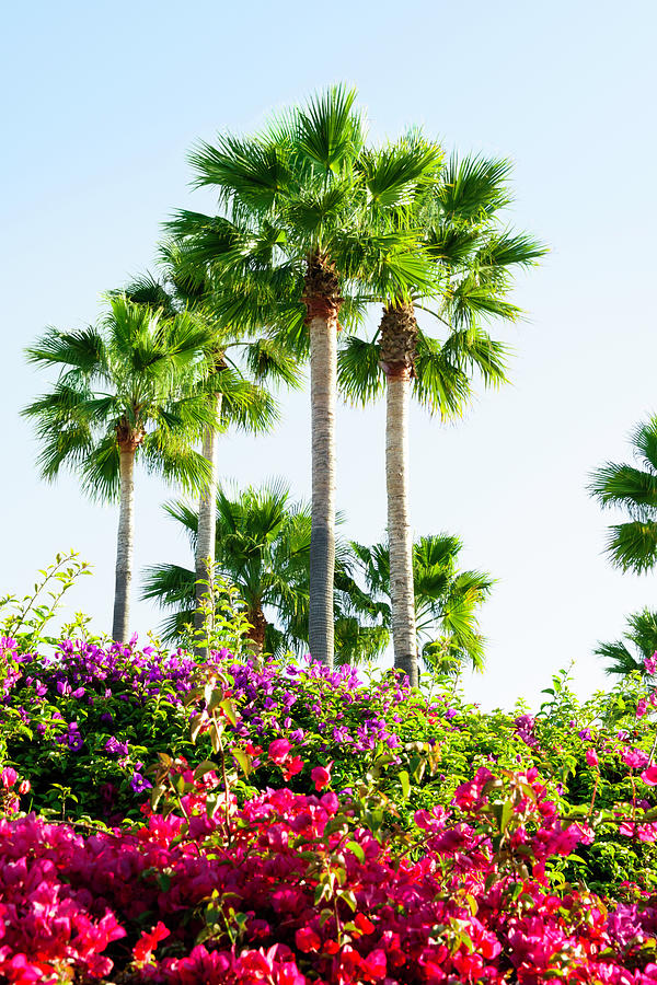 Palm Trees And Blooming Bougainvillea Photograph by Dszc
