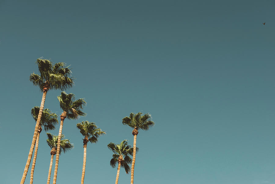 Palm Trees And Blue Sky, Palm Springs, California, Usa Digital Art by ...