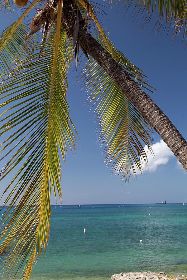 Paradise Digital Art - Palm Trees And Caribbean Sea, Grand Cayman, Cayman Islands by Christopher Villano