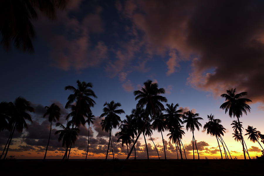 Palm Trees And Colorful Sunset Photograph by Michaelutech