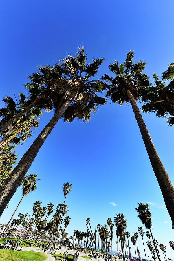 Palm Trees And Leisure Facilities In A Park On Venice Beach, California ...