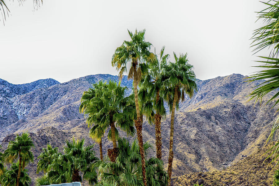 Palm Trees And Mountains Photograph