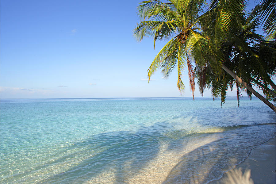 Palm Trees And Tropical Ocean Photograph by Peter Cade