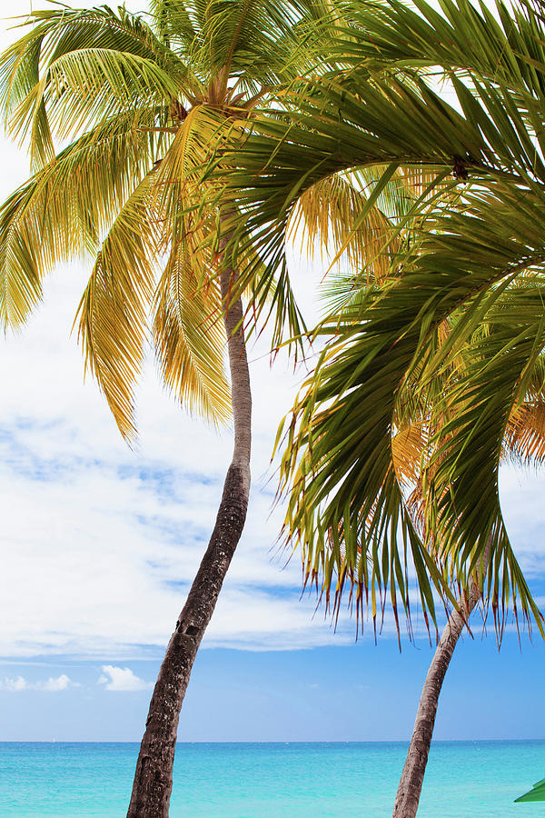 Palm Trees And Turquoise Ocean by Cultura Rm Exclusive/chad Springer