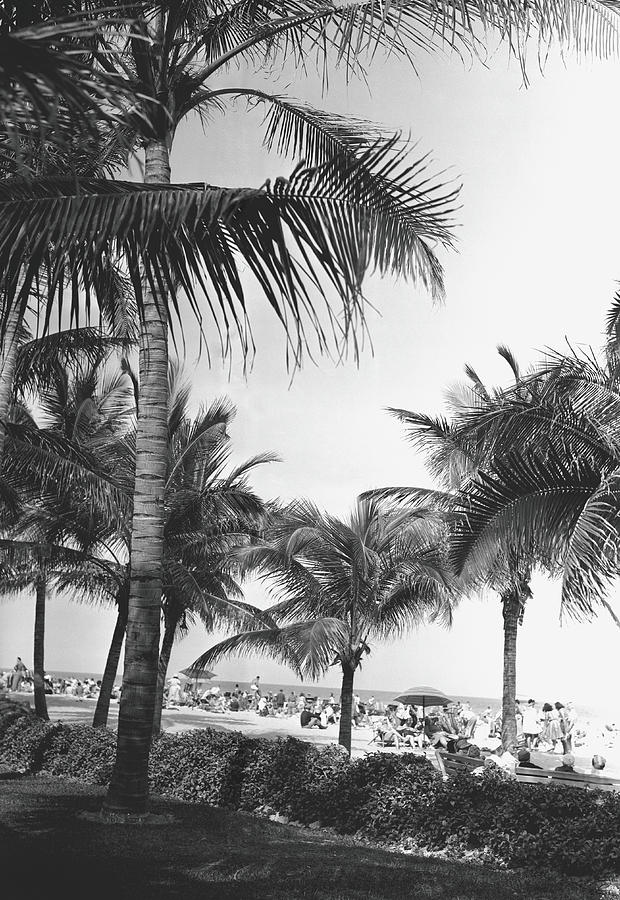 Palm Trees At Beach, B&w Photograph by George Marks