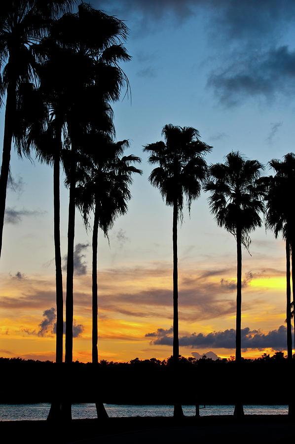 Palm trees at dusk Photograph by Edgar Estrada