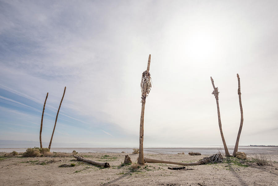 Nature Photograph - Palm Trees At Salton City. by Cavan Images