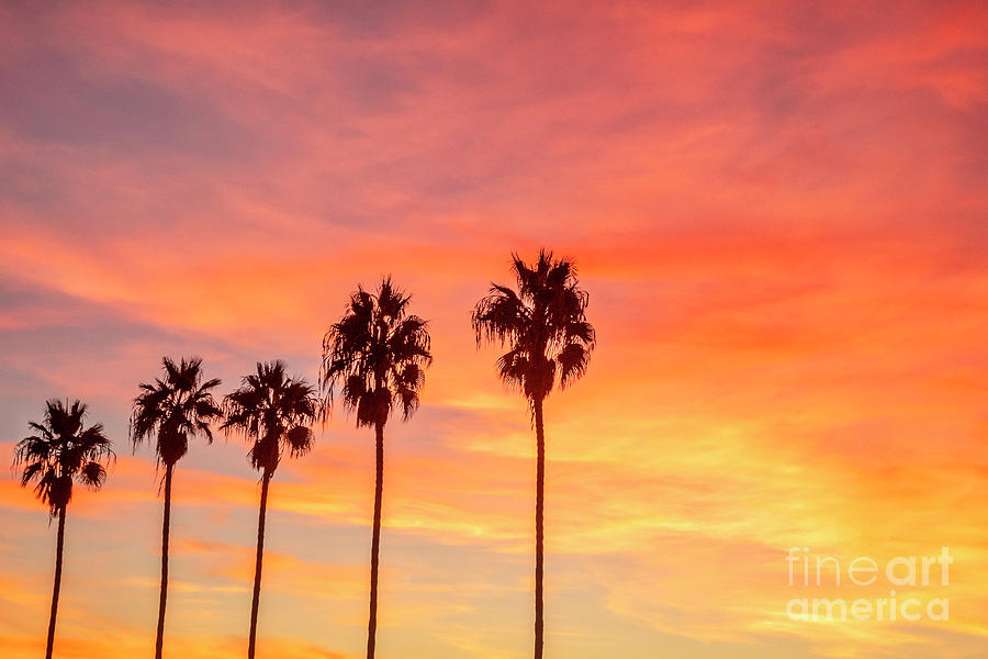 Palm trees at sunset in La Jolla, California Photograph by Julia Hiebaum