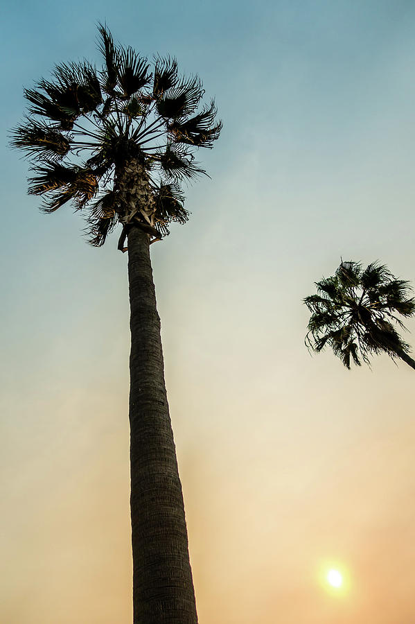 Palm Trees At Sunset On Boulevard In Los Angeles Photograph by Alex Grichenko