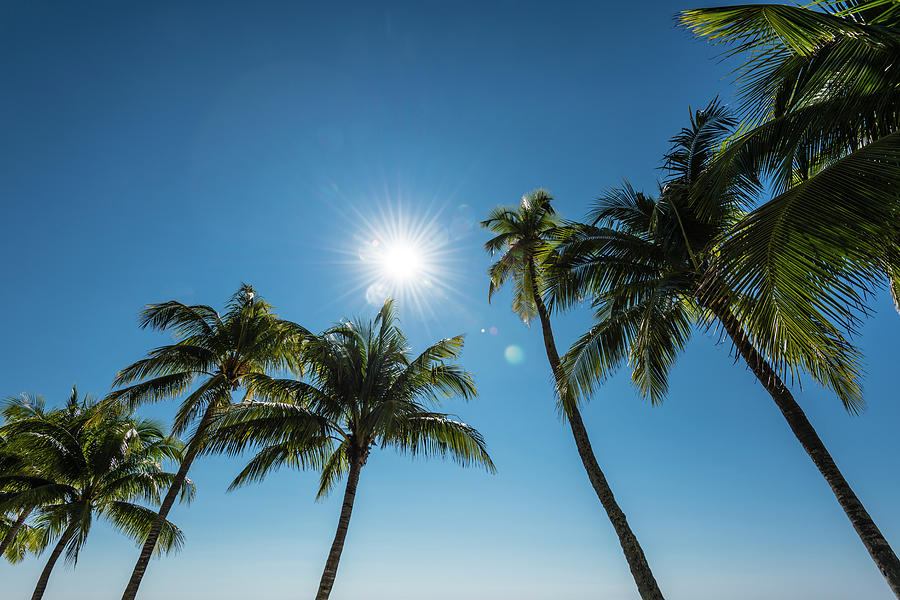 Palm Trees Backlit, Fort Myers Beach, Florida, Usa Photograph by Helge Bias