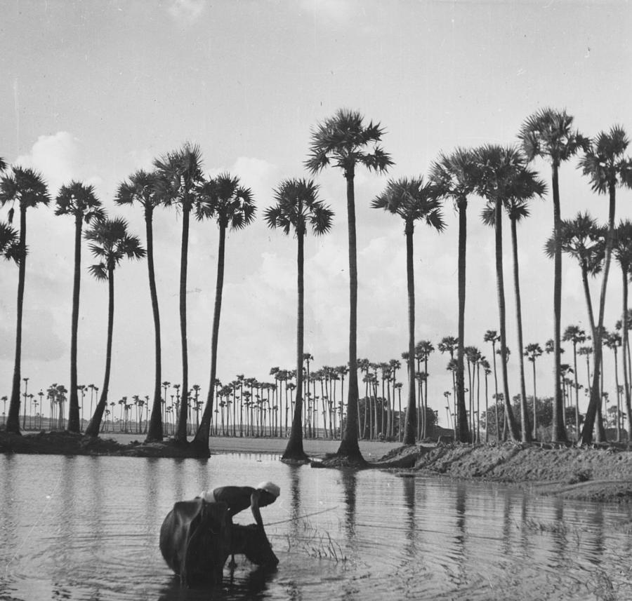 Palm Trees Photograph by Bert Hardy