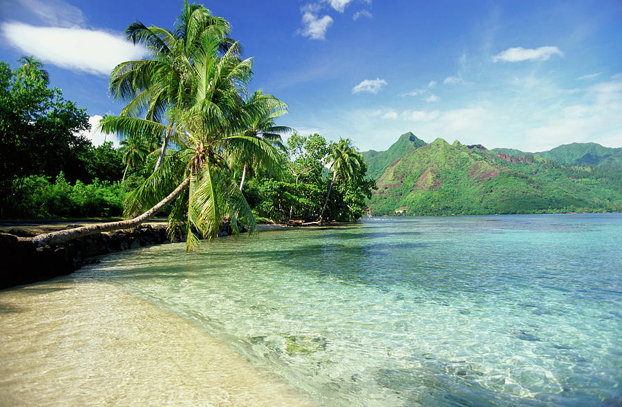 Palm Trees By The Pacific Ocean, Tahiti Photograph by Peter Adams