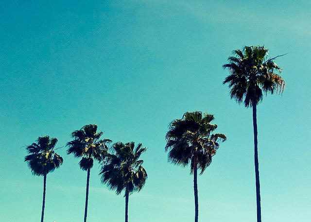 Palm Trees Photograph by Deborah Eckstein - Fine Art America