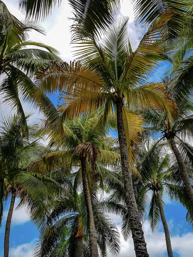 Palm Trees In Color Photograph