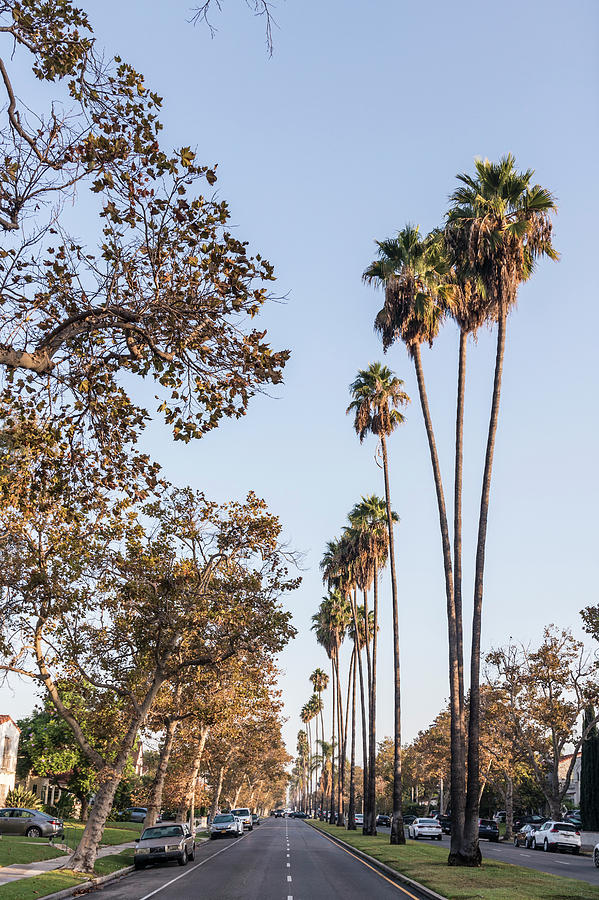 Palm Trees in Hollywood  Photograph by John McGraw