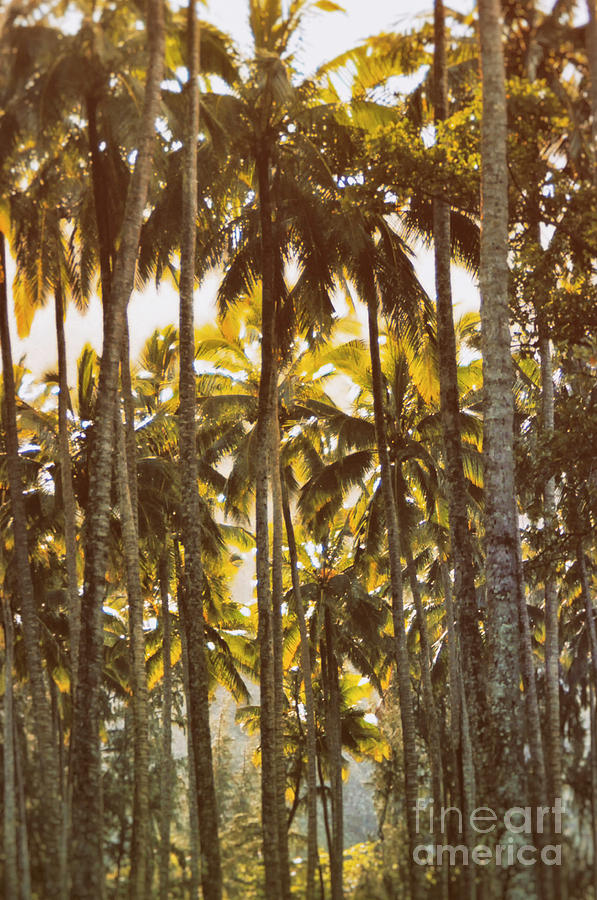 Palm Trees in Kahana Valley  Photograph by Thomas R Fletcher