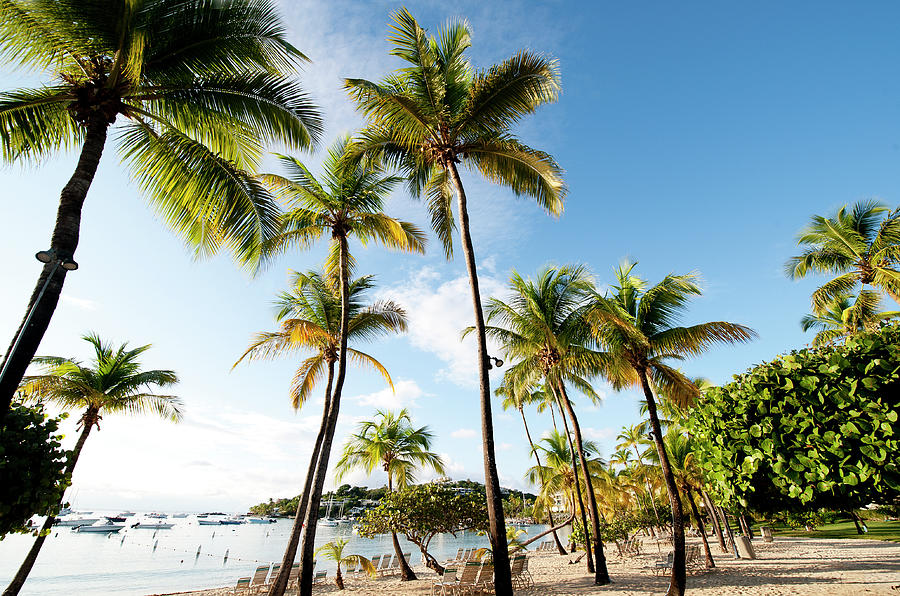 Palm Trees In The Caribbean Photograph by Olga Melhiser Photography